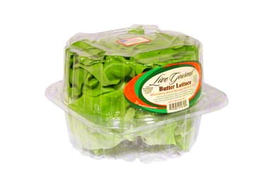 Butter Lettuce 