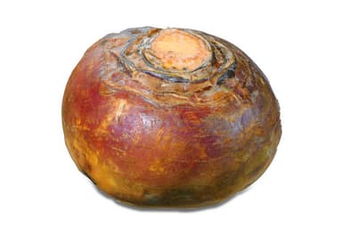 Rutabaga